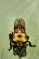 Bee-like Robber Fly 20090621-1297