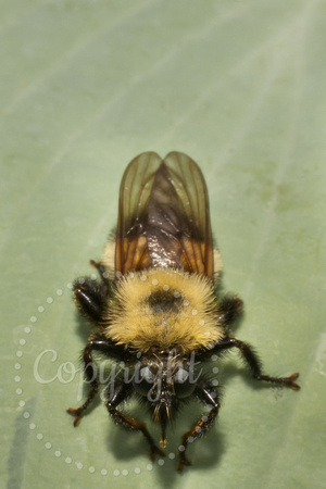 Bee-like Robber Fly 20090621-1297