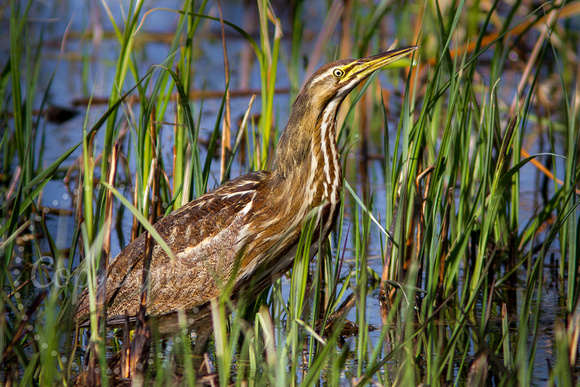 American Bittern 20170506-2899