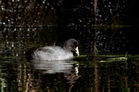 American Coot 20241016-31584