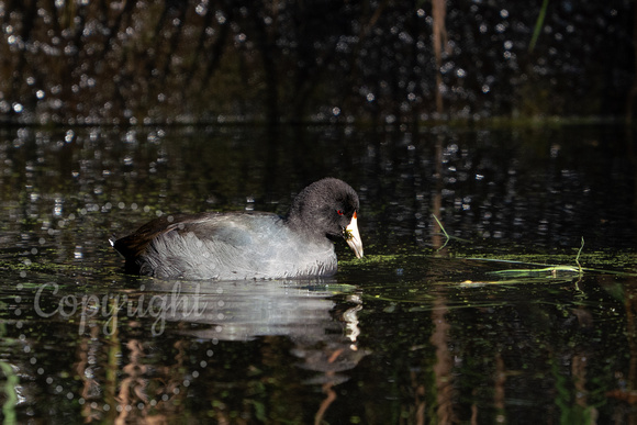 American Coot 20241016-31584