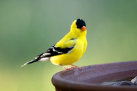 American Goldfinch 20220701-301450